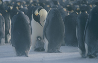 Die Reise der Pinguine