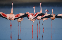 Das Geheimnis der Flamingos