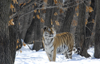 Russland - Im Reich der Tiger, Bären und Vulkane