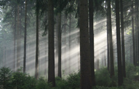 Das grüne Wunder - Unser Wald